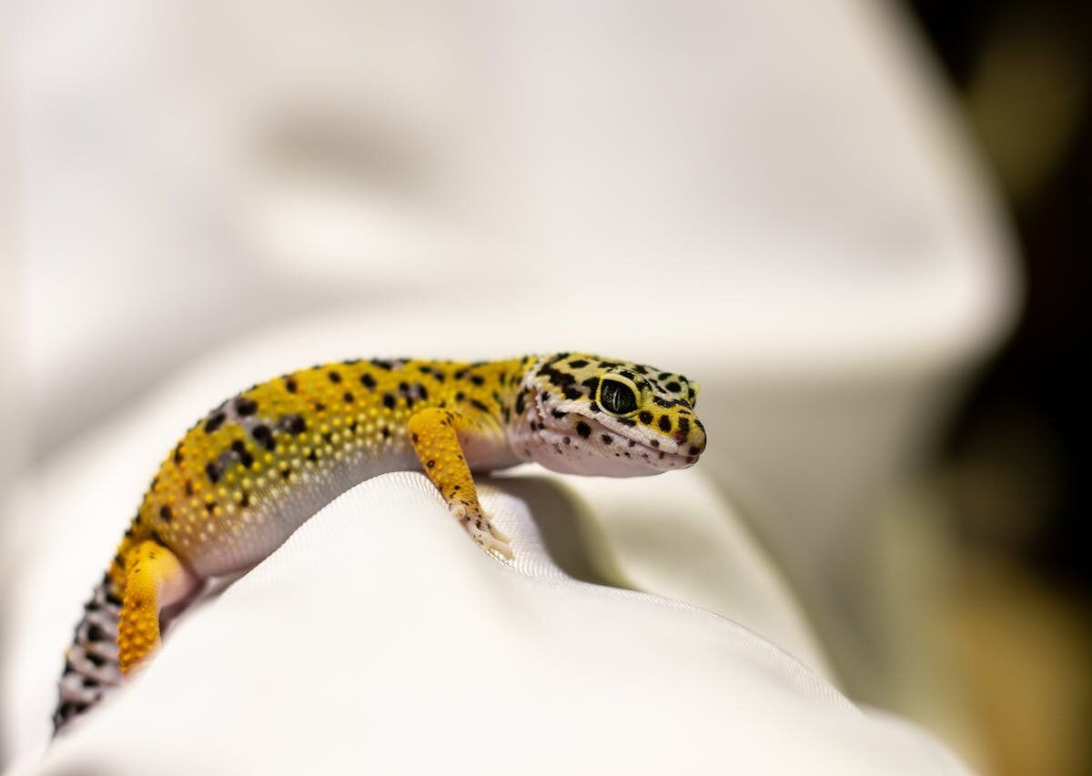 Five best exotic pets for small spaces