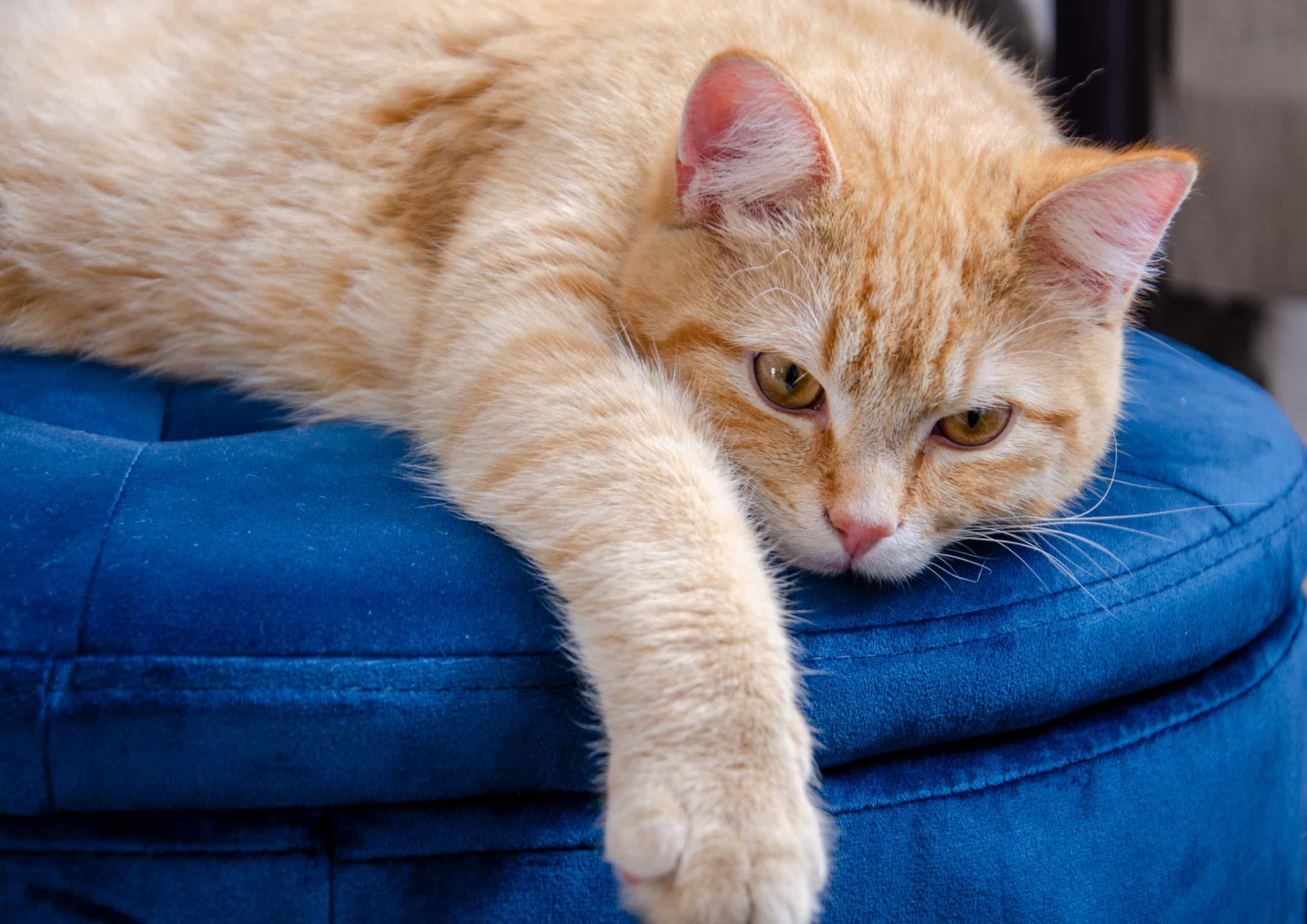 Ways to petproof your home