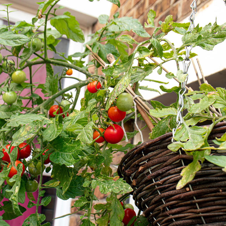 Growing tomatoes in hanging baskets - a straight-forward guide for what ...