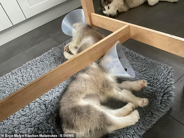 amazon, seven-week-old puppy dies after swallowing a teething chew toy from amazon - as product is pulled from site amid fears more dogs could choke