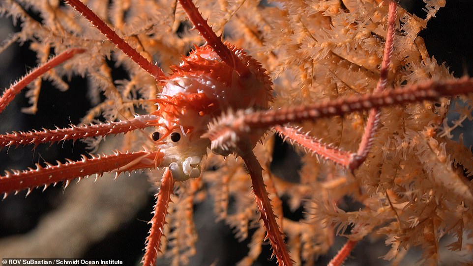 More than 100 never-before-seen species found off the coast of Chile