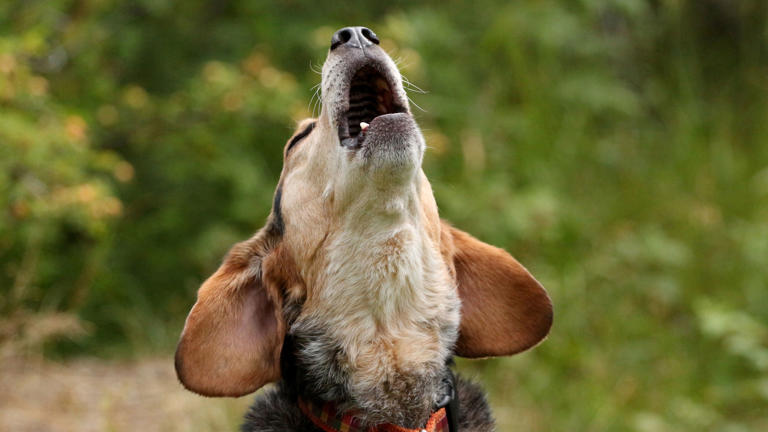 If You’re Bothered By Your Dog’s Barking, It’s Not Your Fault 