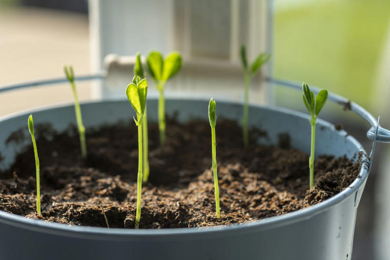 Everything You Need To Know About Growing Sweet Peas