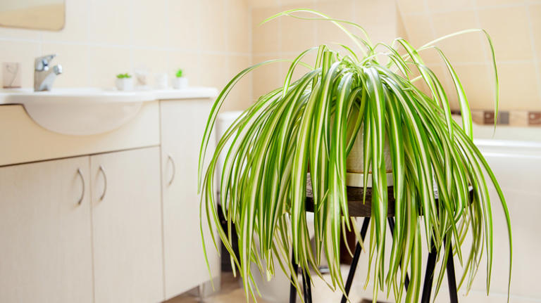 Why The Bathroom Is Actually The Perfect Place For A Spider Plant