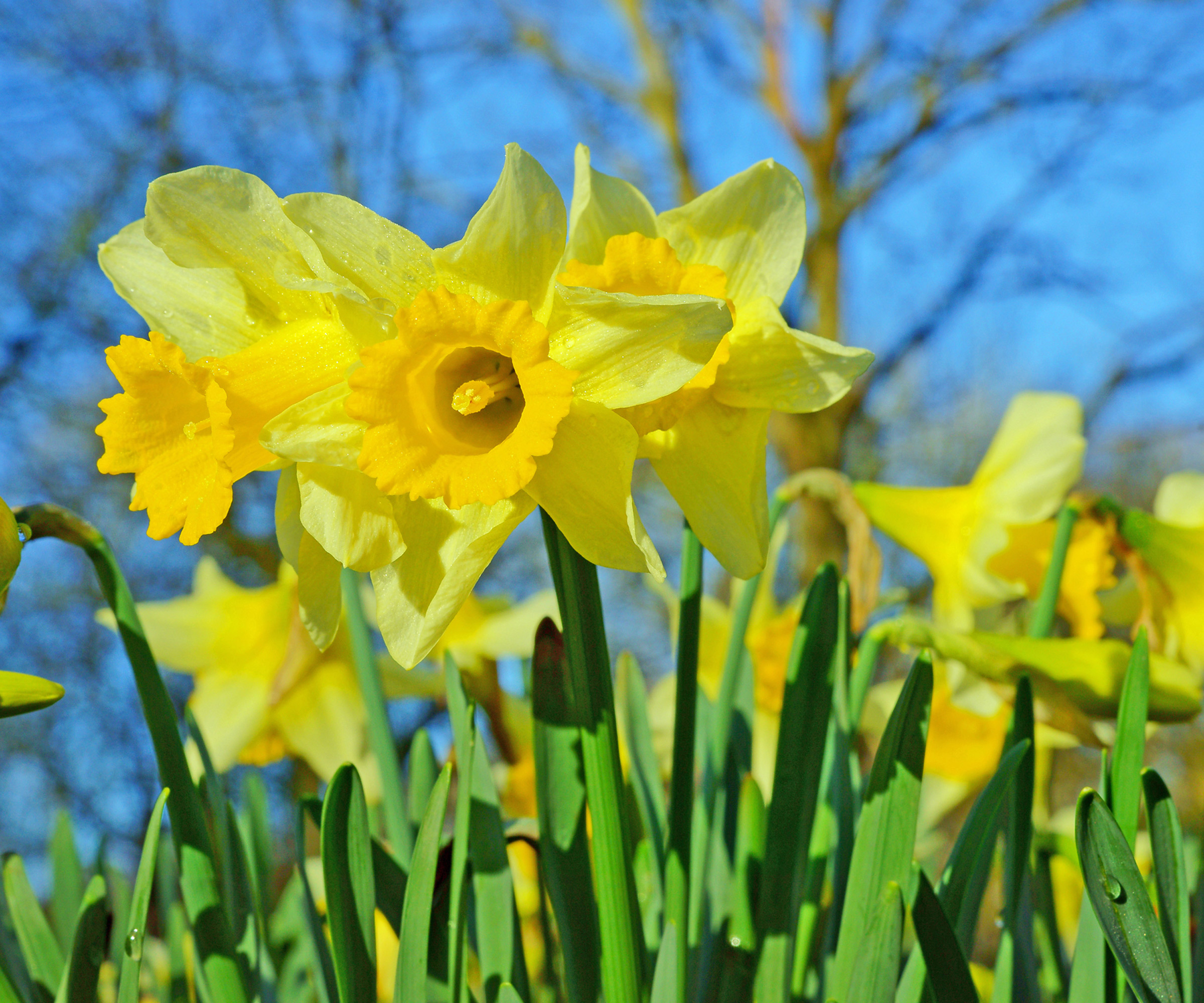 amazon, how and when to fertilize daffodils – expert tips for a vibrant spring display