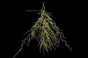 Engineering plants with deeper roots could be a huge climate boon. Scientists just made a big find.