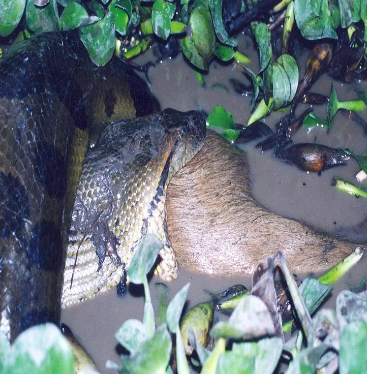 gigantesca anaconda scoperta in amazzonia: le foto. è in grado di mangiare un cervo