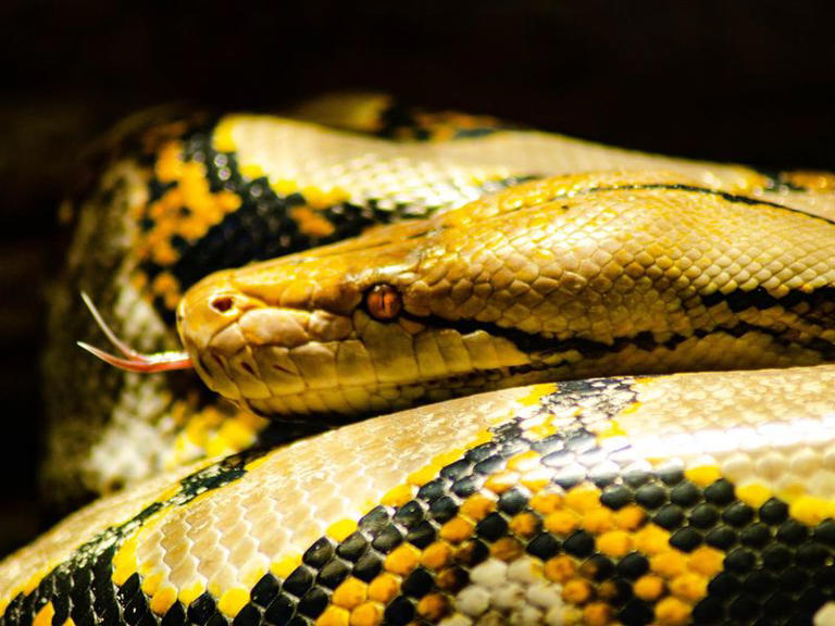 15 Fun Facts About the Reticulated Python