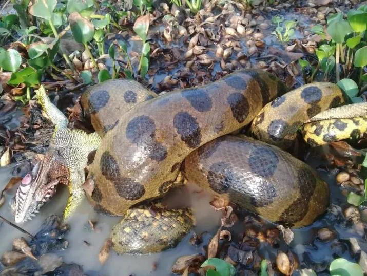 Gigantesca anaconda scoperta in Amazzonia: le foto. È in grado di ...