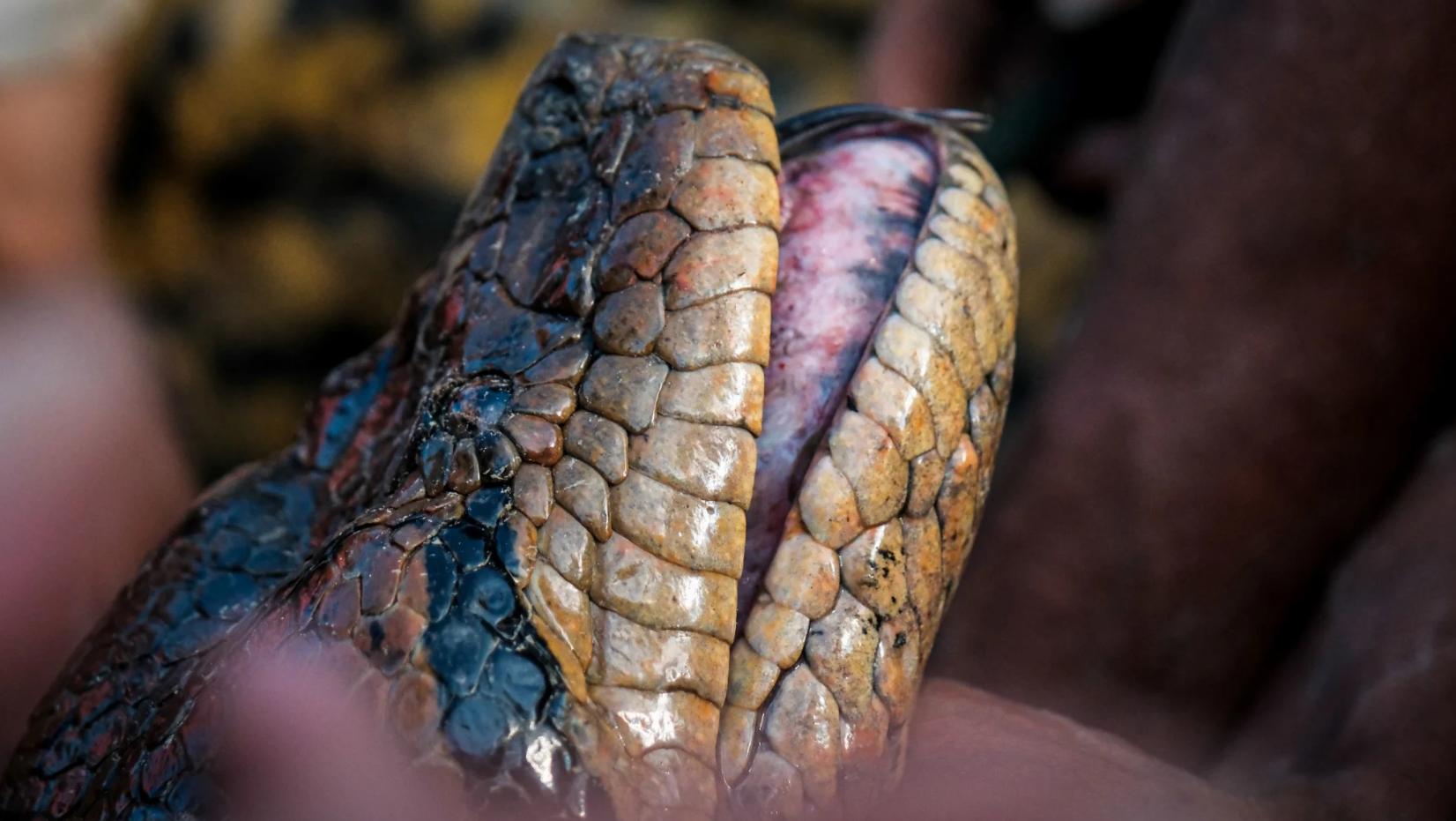 gigantesca anaconda scoperta in amazzonia: le foto. è in grado di mangiare un cervo