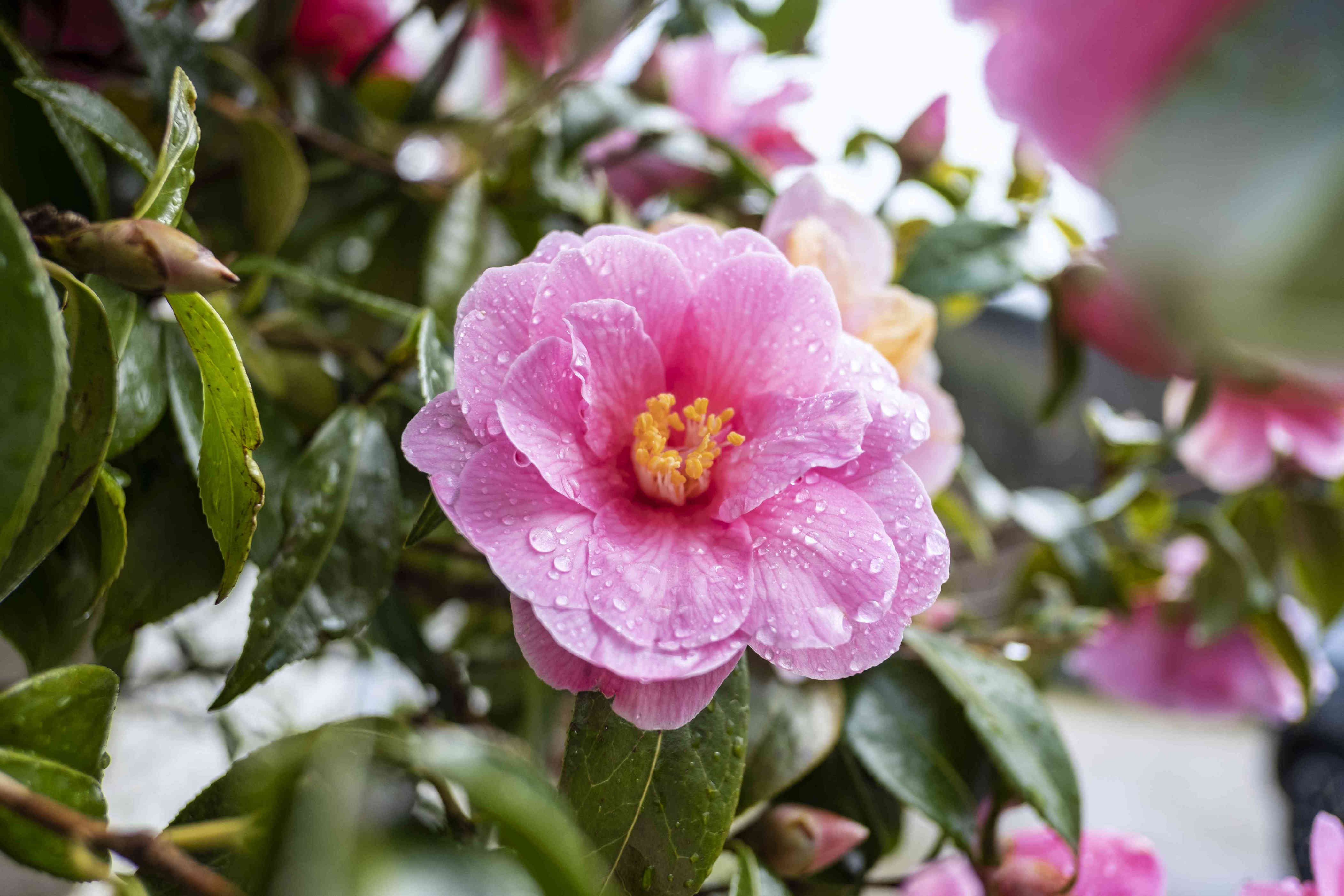 16 Pretty Pink Flowers For Your Garden