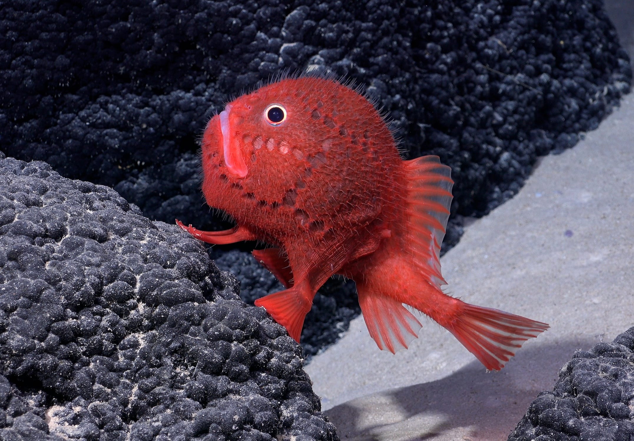 fotos zeigen bisher unbekannte arten aus der tiefsee, die forscher in einem unterwasserberg gefunden haben