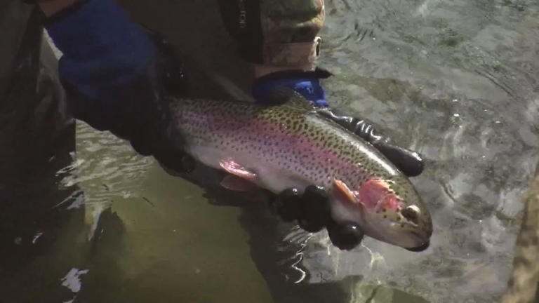 Annual trout stocking begins in PA lakes and streams