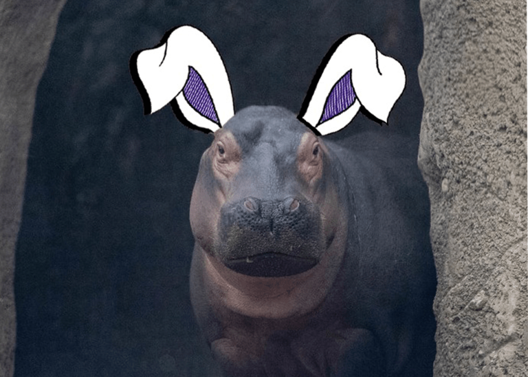 Fiona the Hippo wants to be the next Cadbury Bunny