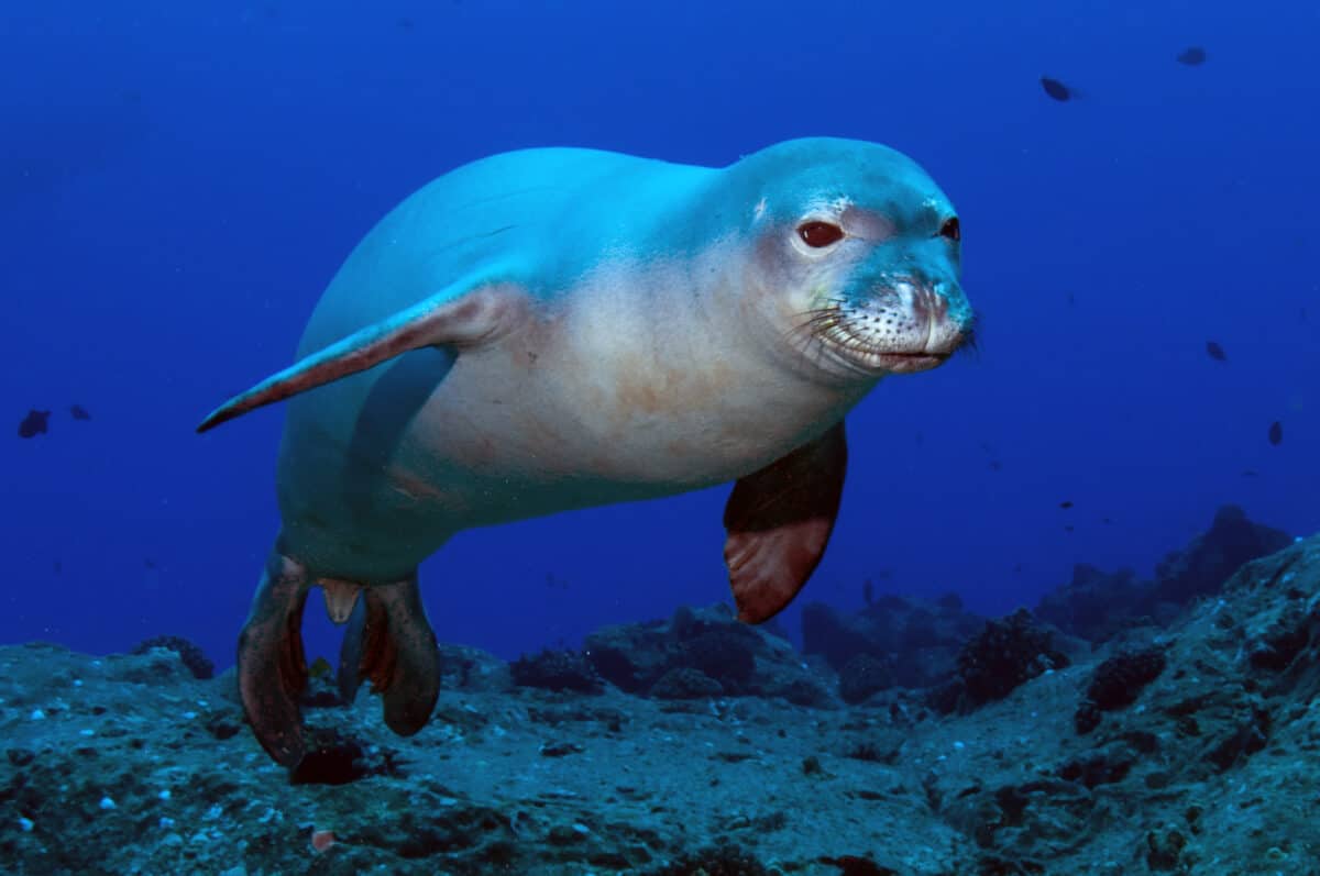 <p>This seal is one of the few species that live in tropical waters. Unfortunately, the Hawaiian Monk Seal is critically endangered. Protected areas on the Northwestern Hawaiian Islands, such as Papahānaumokuākea Marine National Monument, are the only places left in the world to see them in the wild. </p>