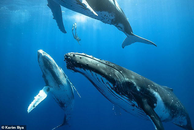 Mystery of whale songs revealed: Scientists discover how marine mammals