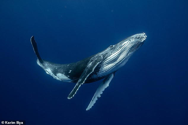 Mystery of whale songs revealed: Scientists discover how marine mammals