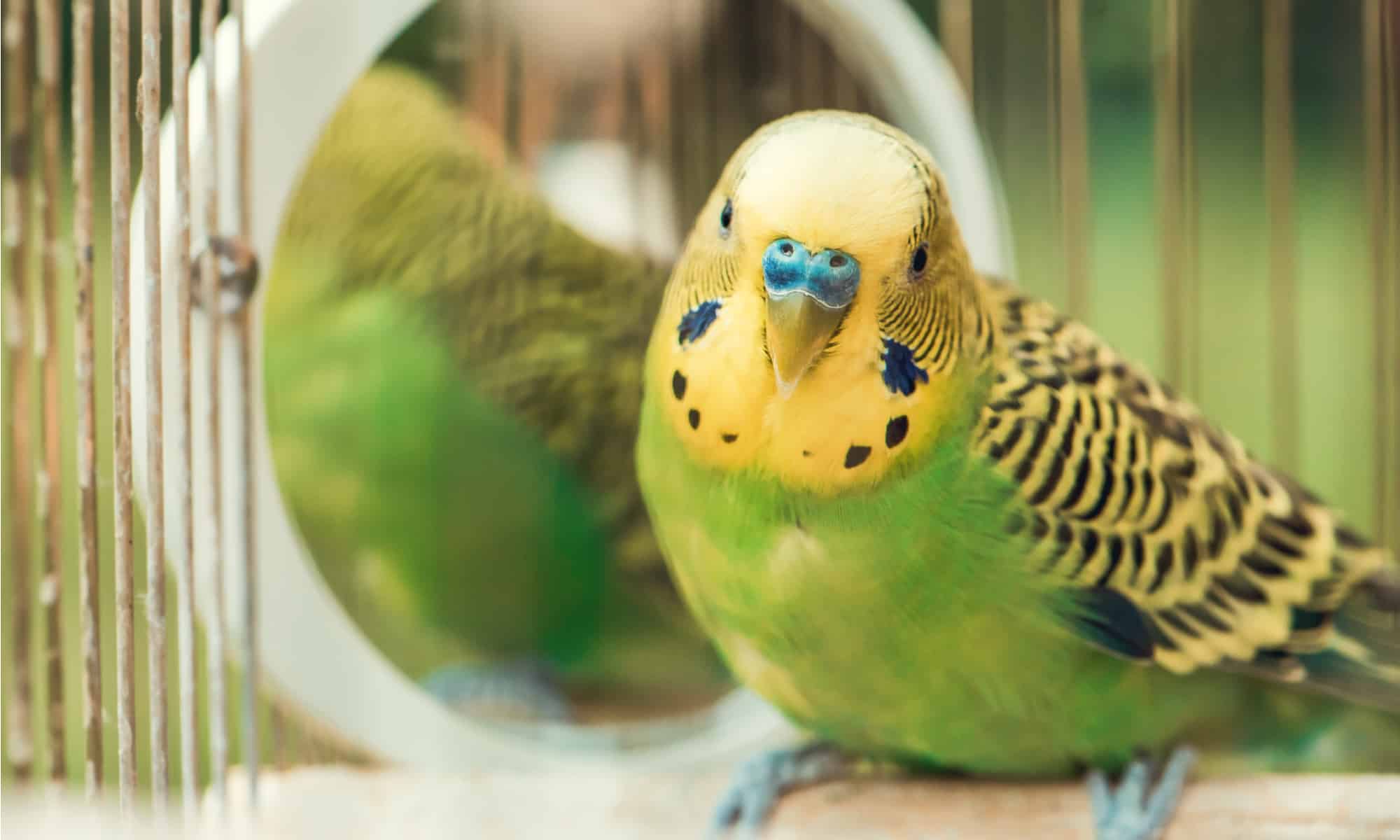 The Cheapest Pet Birds The 10 Most Affordable Options