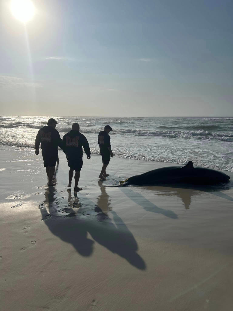 10-foot great white shark surfaces for 5th time in March, this time off ...