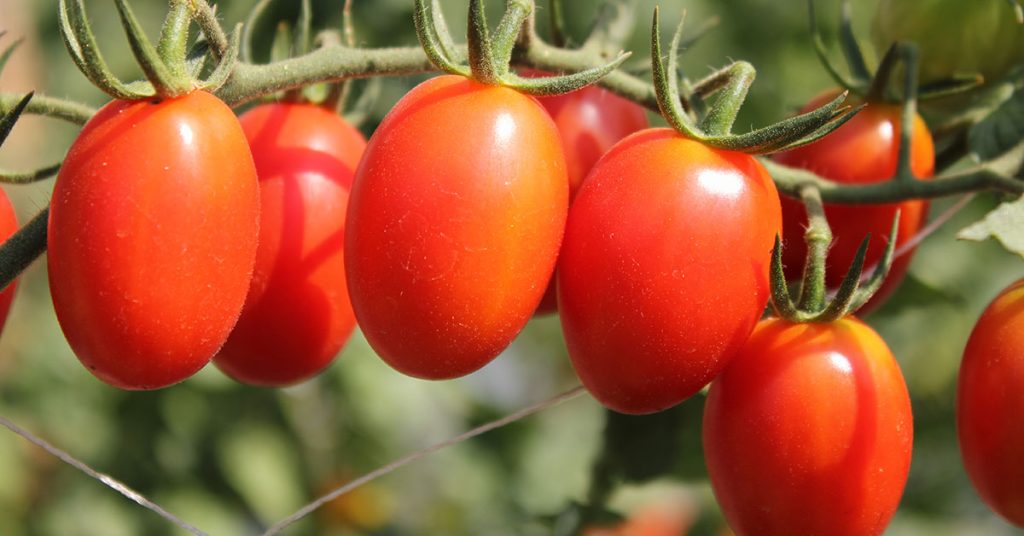 12 Vegetables That Continuously Produce All Year Long