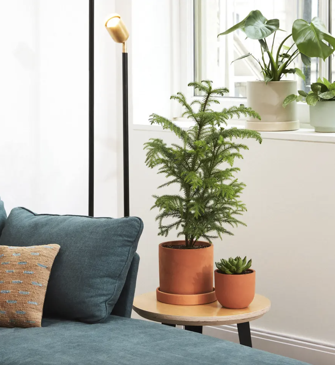 These Lush Indoor Trees May Be the Finishing Touch Your Home Needs