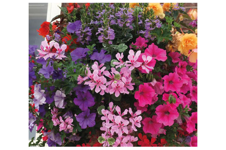 Best pre-planted hanging baskets for a display that's in full bloom