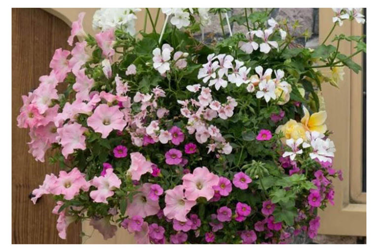 Best preplanted hanging baskets for a display that's in full bloom