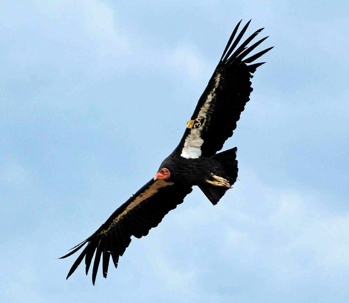<p>This article discusses 20 different endangered species in America. Each species has an important role in the ecosystem and their conservation is of utmost importance to maintain ecological balance. </p> <p>The magnificent California condor has the largest wingspan of any North American Bird, reaching up to 9.8 feet. Unfortunately, this species is critically endangered, and conservation efforts are working hard to bring them back from the brink of extinction. However, they can still be found in parts of California, Arizona, Utah, and Baja California in Mexico. </p>