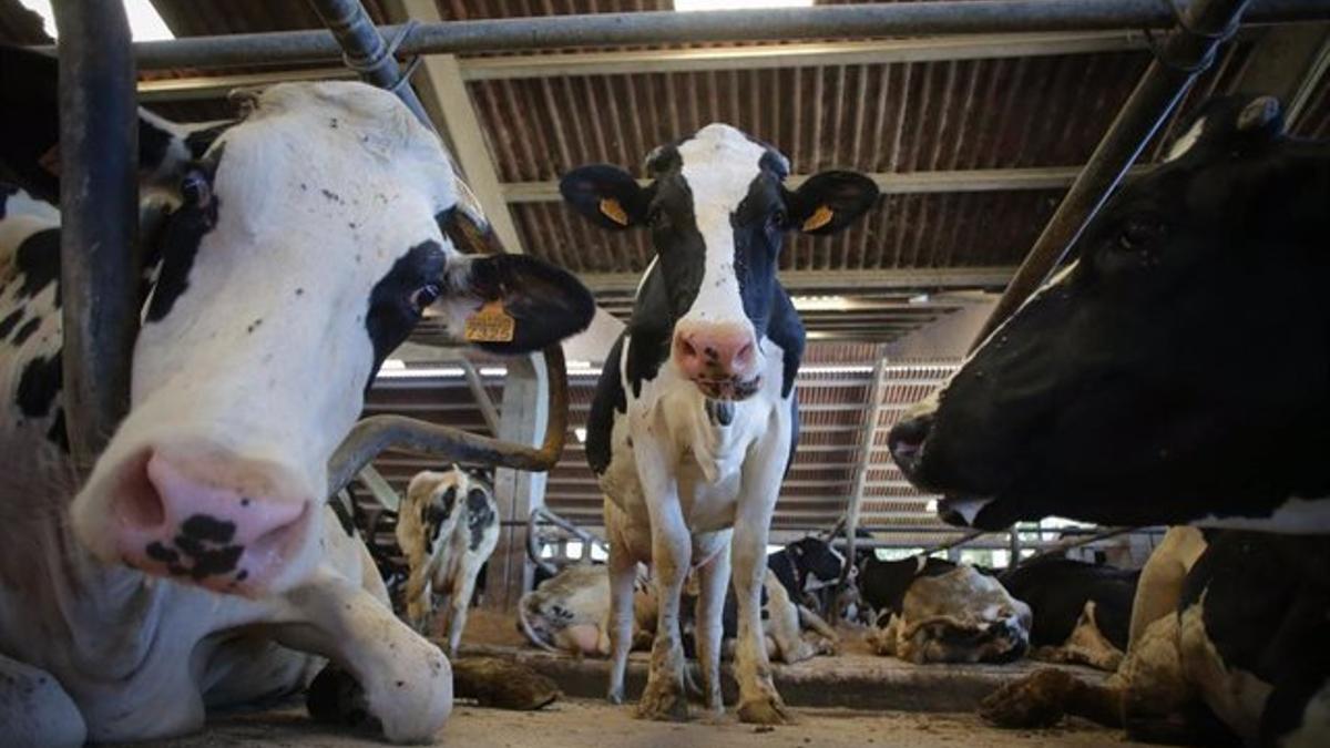 el cártel de la leche se enfrenta a pagar miles de millones de euros a los productores perjudicados