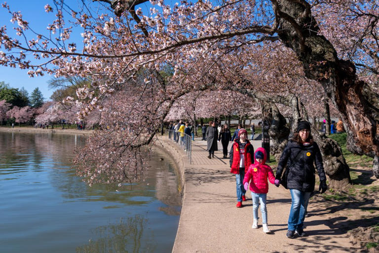 DC cherry blossom experts finalizing peak bloom prediction