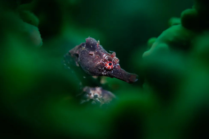 달빛 아래 모습 드러낸 '고래 무덤'…섬뜩한 수중세계 담았다