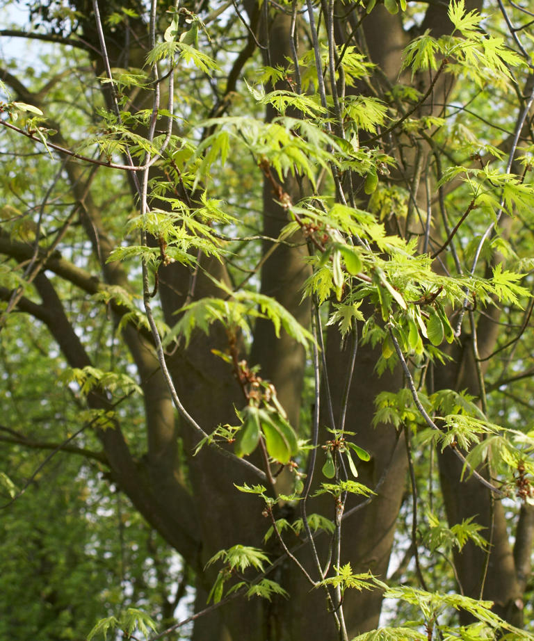 8 Trees To Avoid Planting Close To A House – These Are The Varieties 