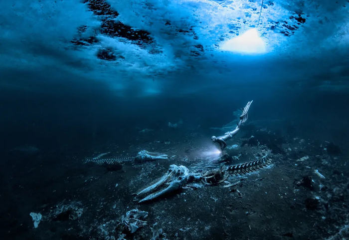 달빛 아래 모습 드러낸 '고래 무덤'…섬뜩한 수중세계 담았다