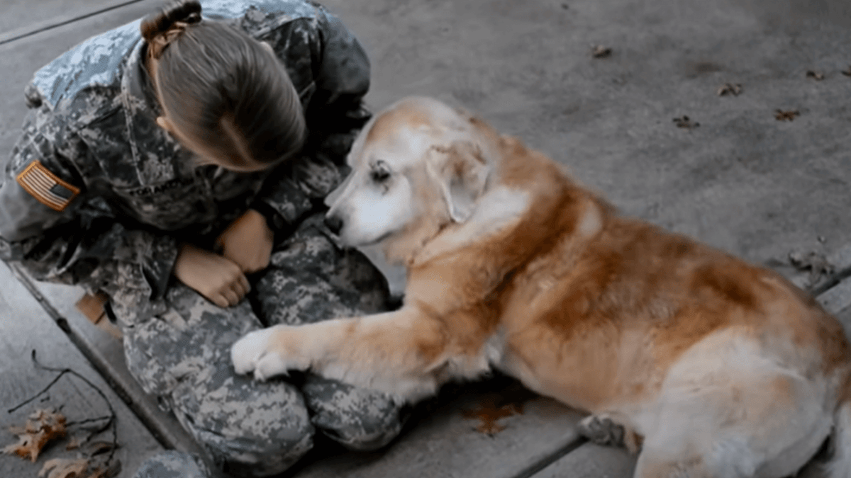 elderly dog has touching reaction to his military mum's return home (video)