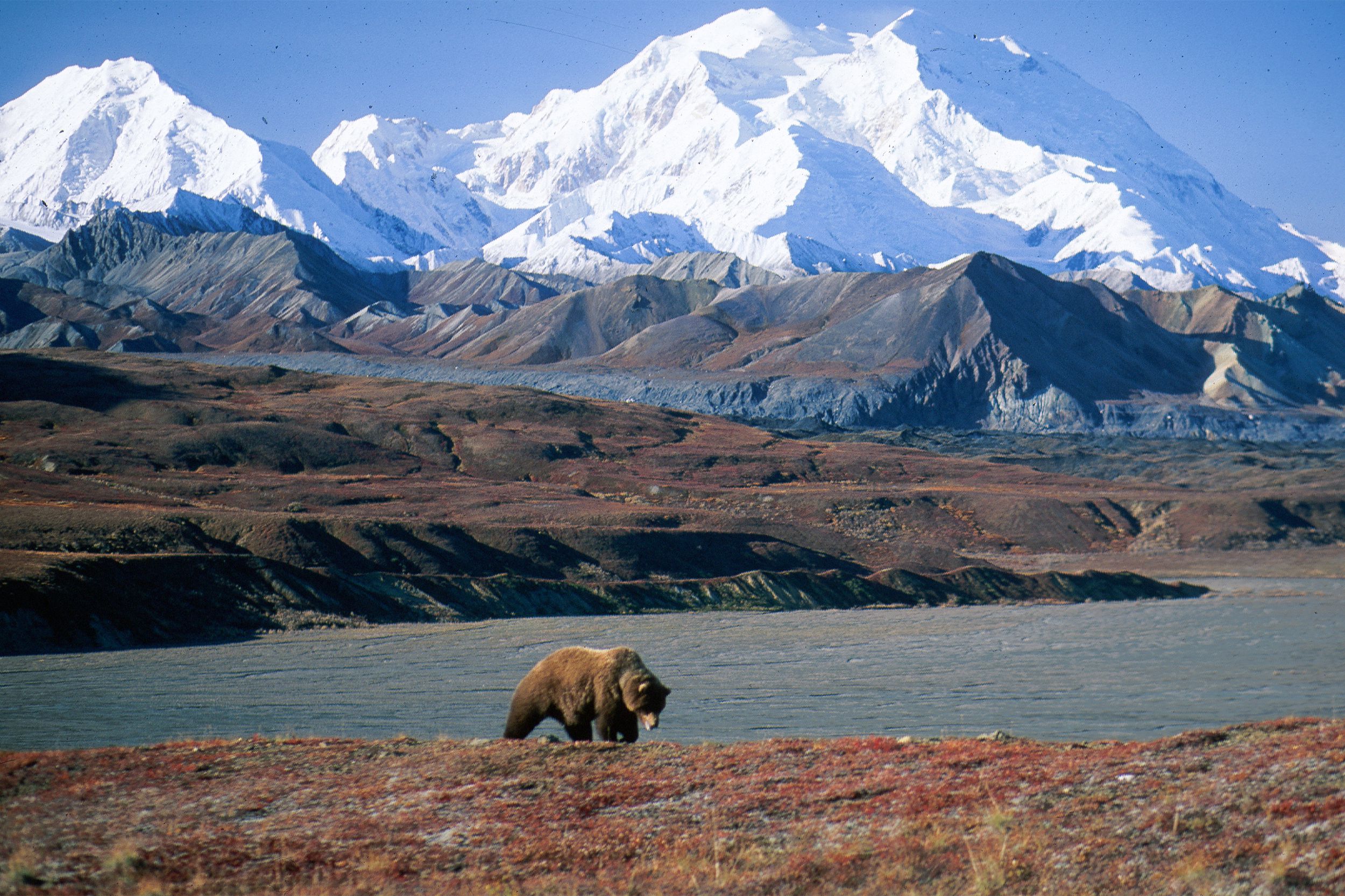 <p>Spread over 6 million acres, <a href="https://www.nps.gov/dena/index.htm">Denali's</a> natural beauty includes taiga forest, high alpine tundra, and snowy mountains. It's also home to the continent's tallest peak. Visitors are awed by the many wild animals that live freely here. </p>