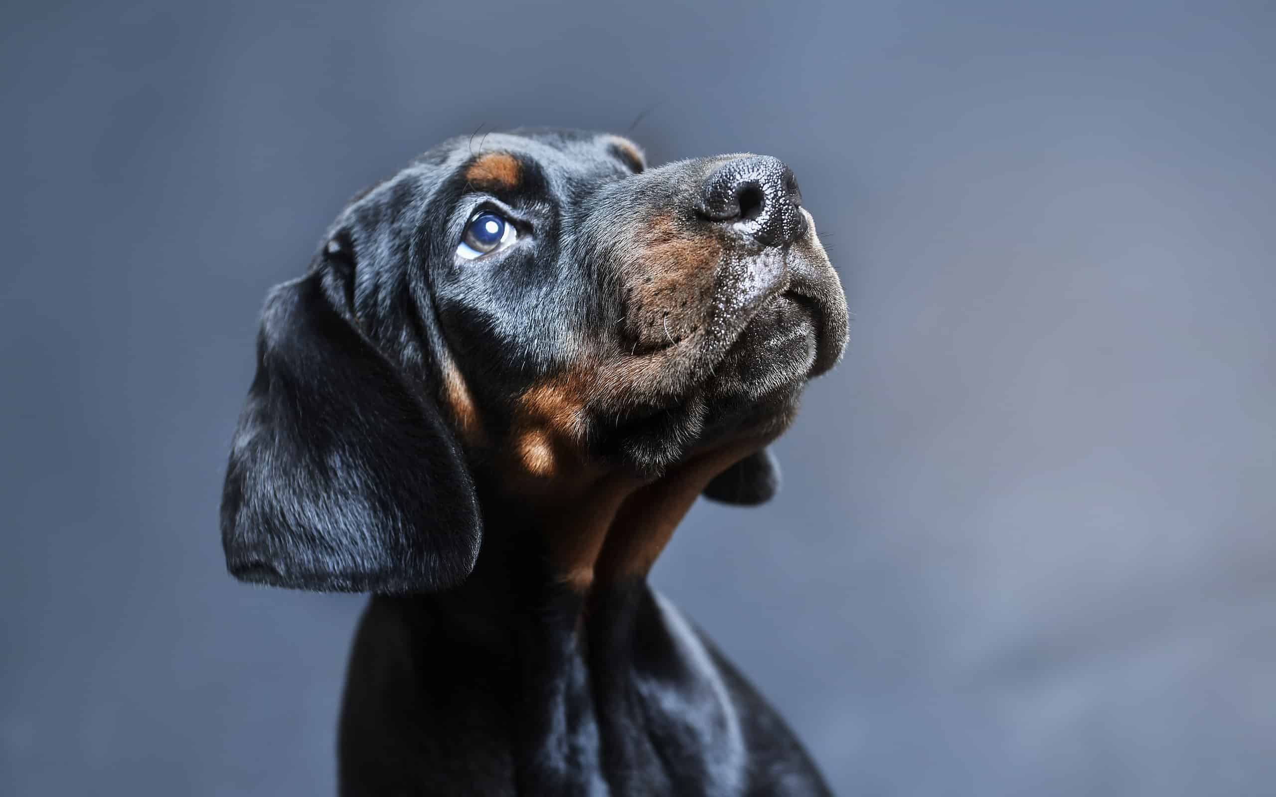 10 Dog Breeds Most Similar To Rottweilers