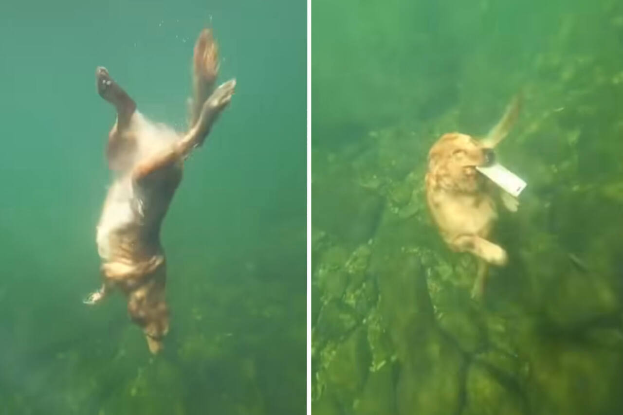 video registrerar en golden retriever som dyker för att hämta föremål på botten av floden