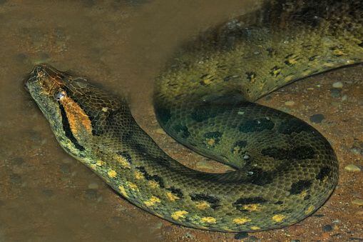 amazon, encuentran en el amazonas a la especie de anaconda más grande del mundo