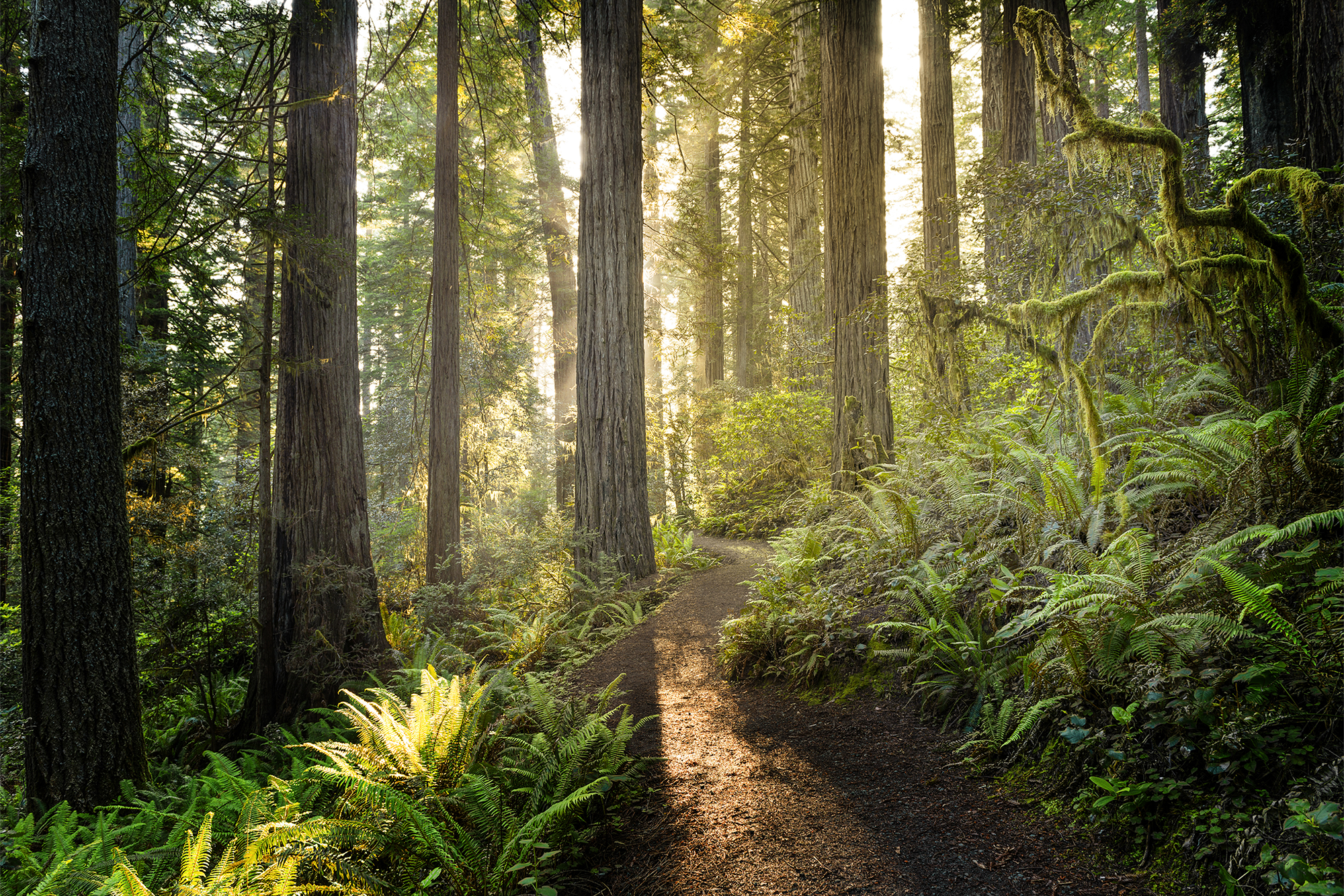 <p>Sure, <a href="https://www.nps.gov/redw/index.htm">Redwood National Park</a> is home to some of the tallest trees on Earth. But visitors will also find expansive prairies, oak woodlands, and even spectacular coastline. </p>
