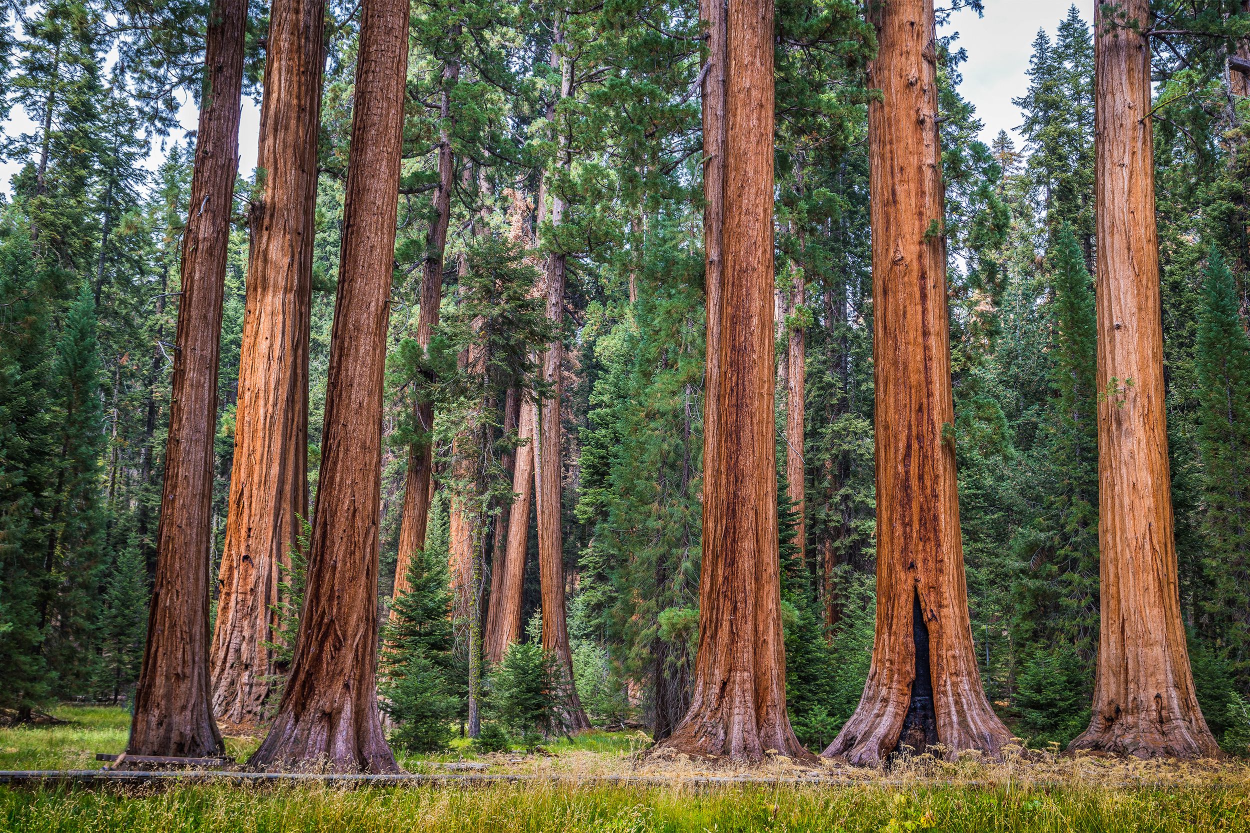 <p>Known for the towering redwood trees found within its boundaries, <a href="https://www.nps.gov/seki/index.htm">Sequoia National Park</a> is one of the oldest national parks in the United States. Created in 1890, the park spans more than 400,000 acres and includes the Crystal Cave, where there are underground streams and striking rock formations.</p>
