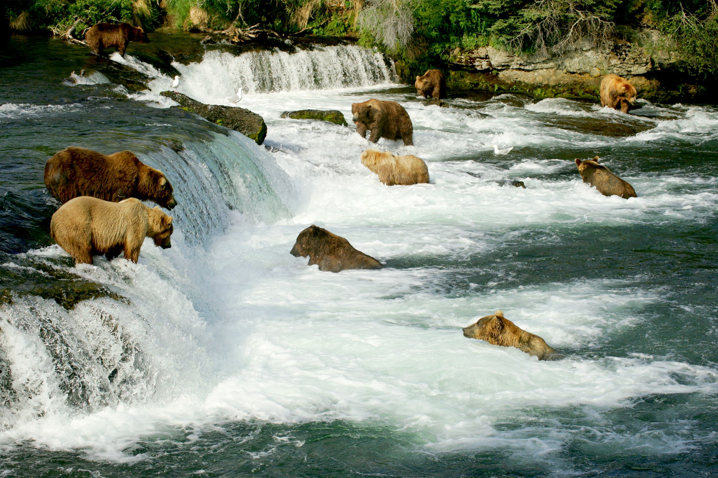 <p>A national park that dates back to 1918, <a href="https://www.nps.gov/katm/index.htm">Katmai</a> was created to protect a volcanically devastated region. Today, it is perhaps best known as an important habitat for salmon and brown bears. </p>