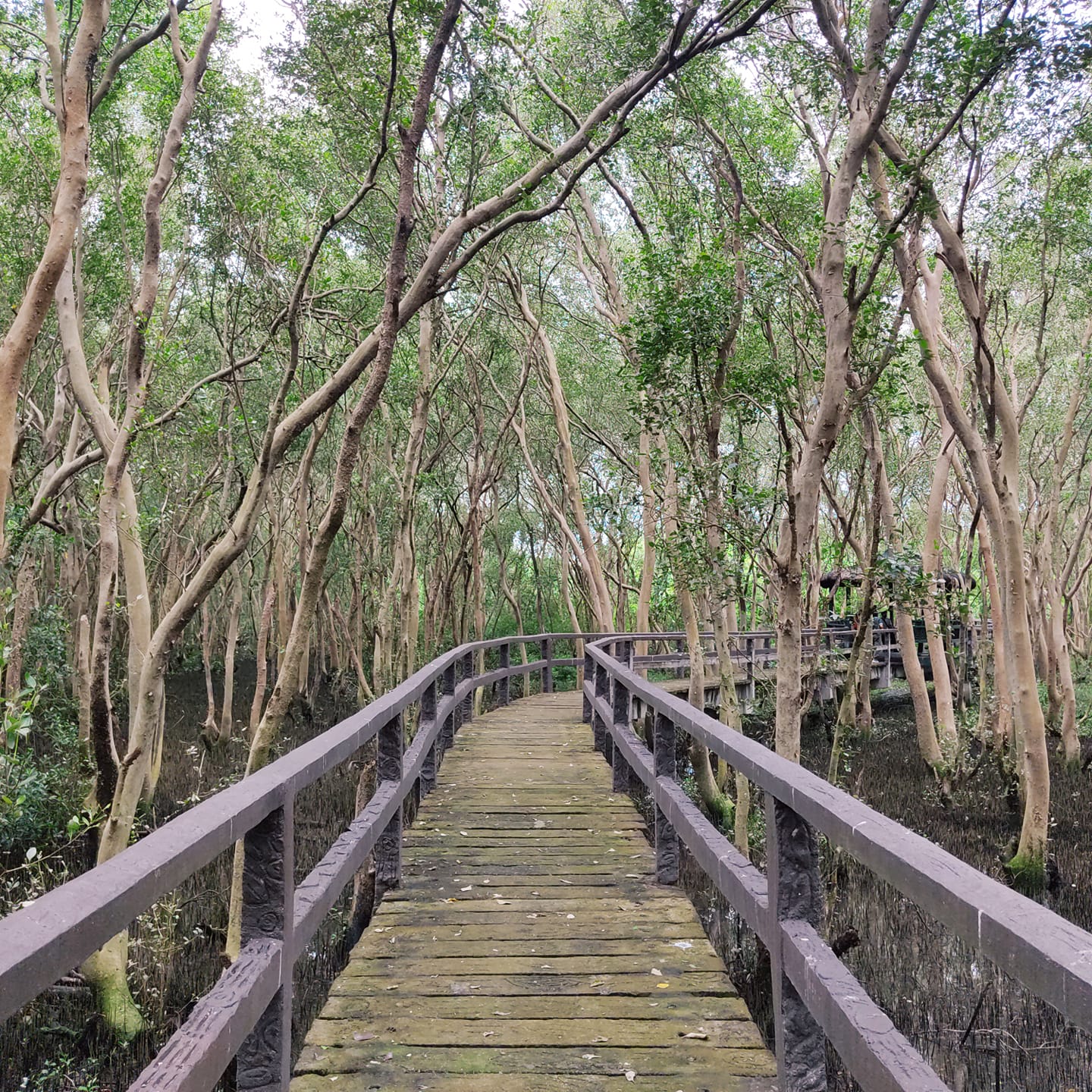 the las piñas-parañaque wetland park: an ecotourism oasis in manila bay