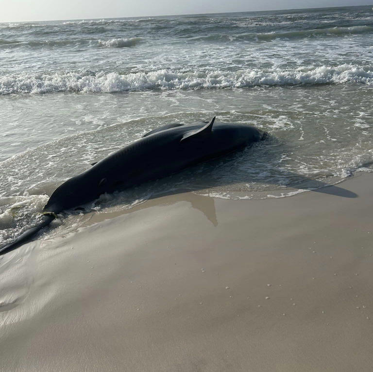 Possibly pregnant great white shark washes up on Navarre Beach