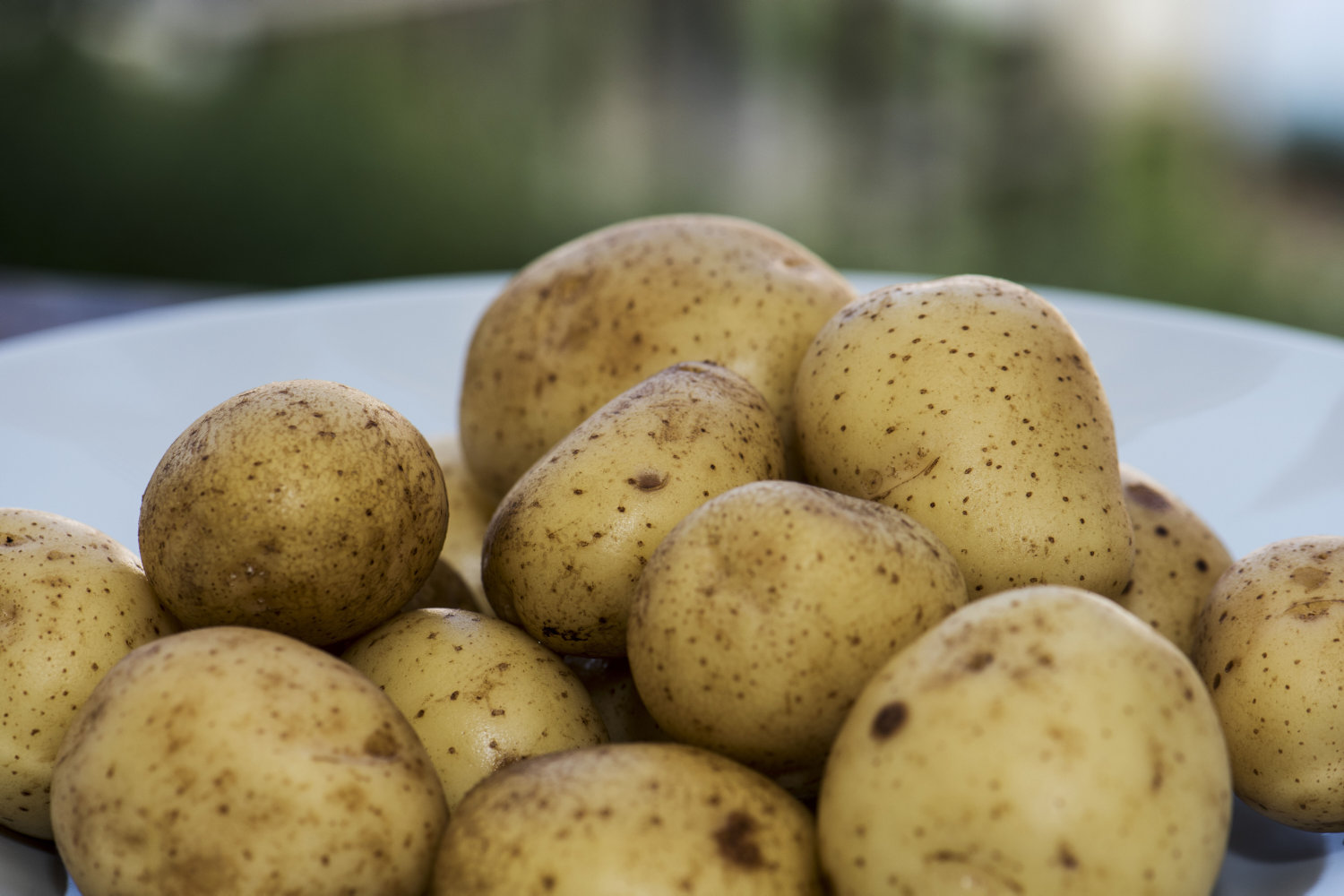 kom før dine venner: tyvstart årets kartoffelhøst