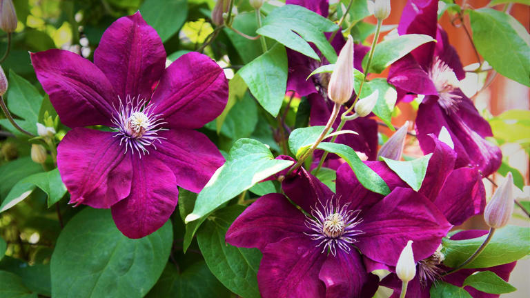 How To Prune Clematis – An Expert Guide, With Tips On Tools, Timings 