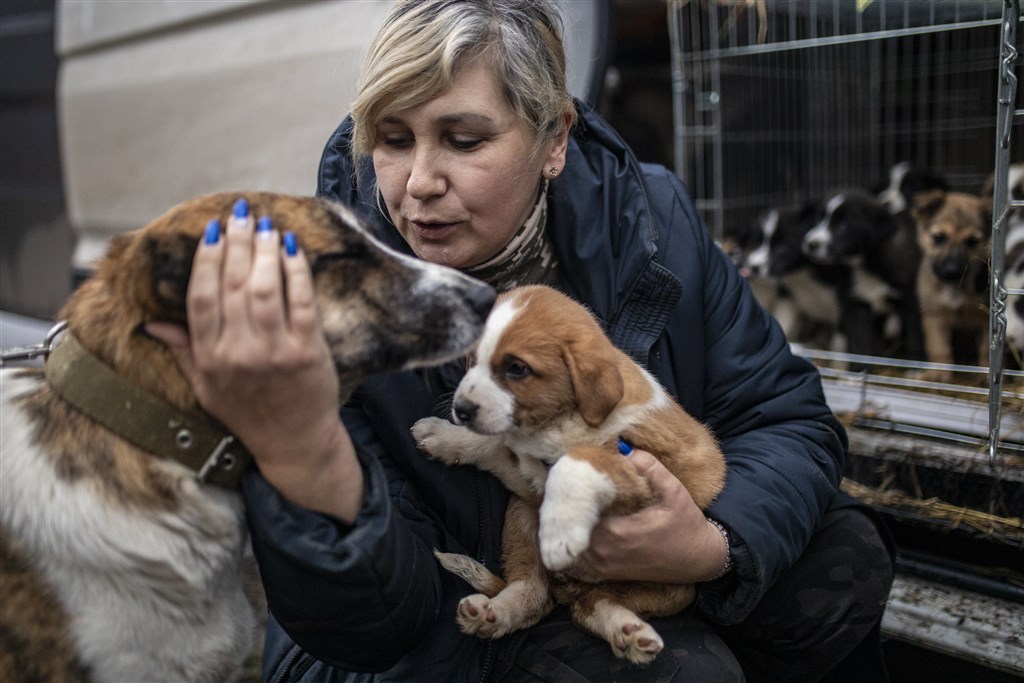 adopteer een doodsbang 'oorlogsdier' in oekraïne: honden, katten, ezels en zelfs een kameel