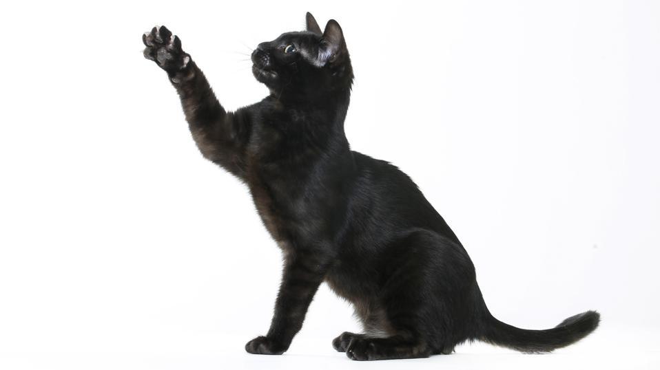 20 Black Cat Breeds