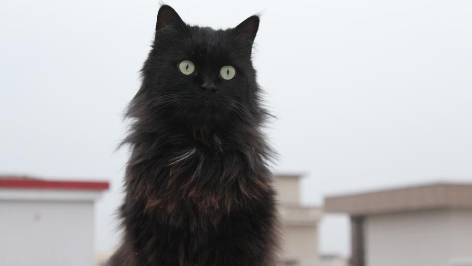 20 Black Cat Breeds