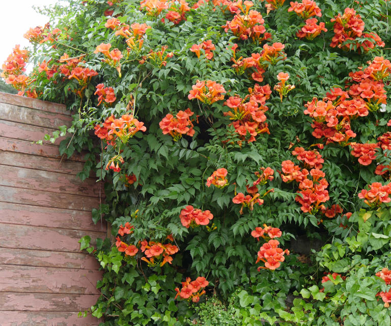 When And How To Prune A Trumpet Vine – To Keep These Vigorous Climbers 