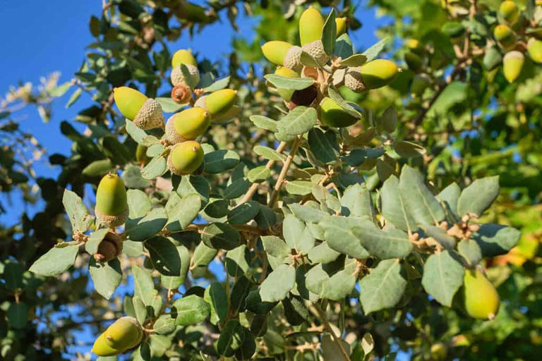 Can Humans Eat Acorns?